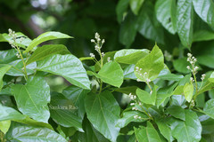 Berrya cordifolia